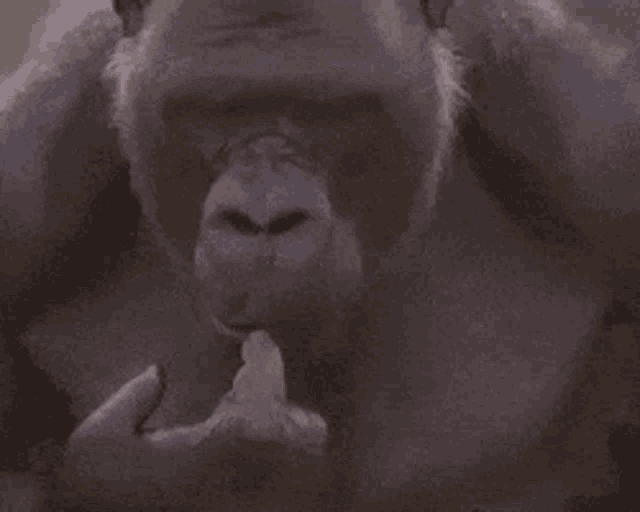 gorilla-thinking.gif